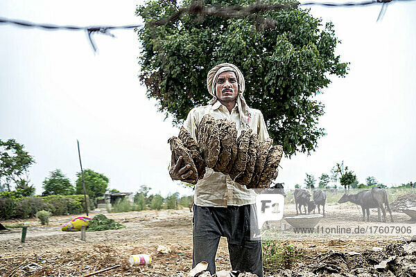 Mann trägt eine Ladung getrockneter Dungfladen auf einem Bauernhof in Indien; Dorf Nagli  Noida  Uttar Pradesh  Indien