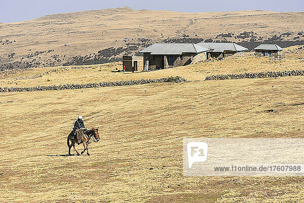 Cattleman riding mule in Ethiopia countryside; Ethiopia