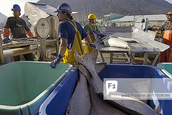 Workers unload and weigh fish on the dock of a cannery. Petersburg port has the largest home-based halibut fleet in Southeast Alaska; Petersburg  Alaska  United States of America
