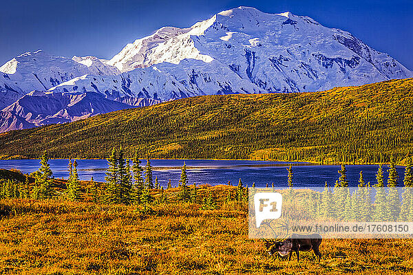 Karibu-Bulle (Rangifer tarandus) beim Fressen in der herbstlich gefärbten Tundra mit Mount Denali (McKinley) und Wonder Lake im Hintergrund  Denali National Park and Preserve  Inneres Alaska; Alaska  Vereinigte Staaten von Amerika