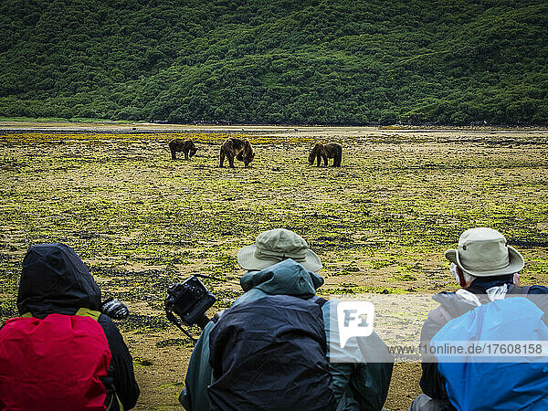 Bärenbeobachtung  Küstenbraunbären (Ursus arctos horribilis)  die bei Ebbe im Geographic Harbor  Katmai National Park and Preserve  Alaska  Vereinigte Staaten von Amerika  nach Muscheln grasen