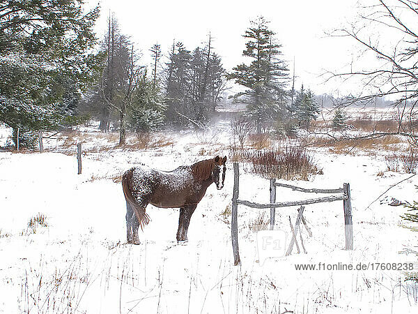 Ein Pferd mit einer Schneewehe auf dem Rücken während eines Schneesturms; Canaan Valley  West Virginia