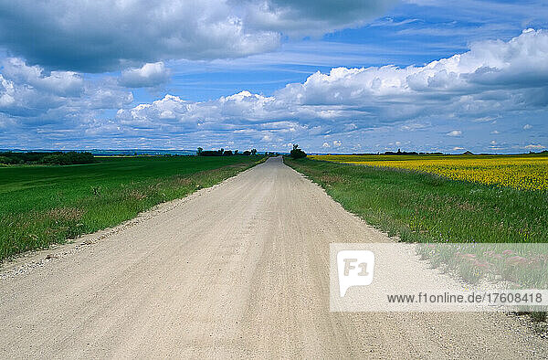 Farmstraße westlich von Neepawa  Manitoba  Kanada