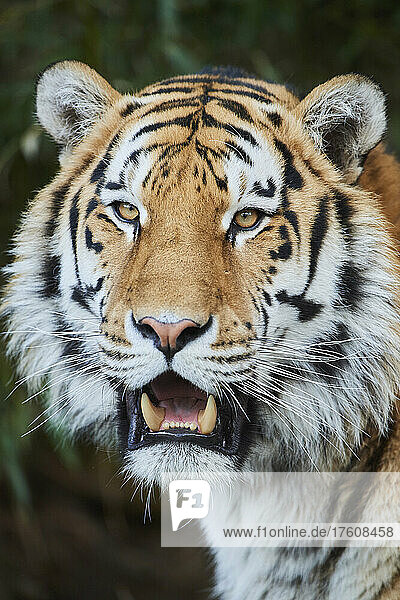 Porträt eines sibirischen Tigers (Panthera tigris tigris); Bayern  Deutschland