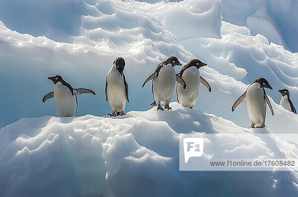 Sechs Adeliepinguine (Pygoscelis adeliae) stehen an einem sonnigen Tag auf einer Eisformation. Adeliepinguine sind die kleinsten der auf dem antarktischen Kontinent lebenden Pinguine. Sie sind etwa 28 Zoll groß und wiegen etwa 8 bis 9 Pfund. Sie haben einen weißen Bauch und einen schwarzen Kopf und Rücken; Südliches Meer  Antarktis