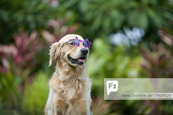 Golden retriever dog wearing sunglasses  ready for the beach; Paia  Maui  Hawaii  United States of America