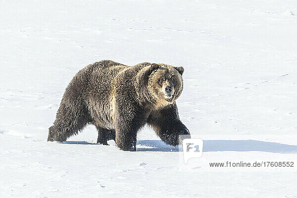 Braunbär (Ursus arctos)  der an einem sonnigen Tag auf einem schneebedeckten Feld spazieren geht und in die Kamera schaut; Yellowstone National Park  Wyoming  Vereinigte Staaten von Amerika