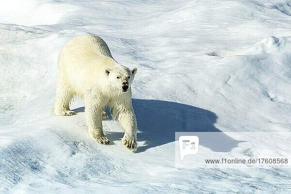 A polar bear (Ursus maritimus) wanders between ice floes in the Canadian Arctic.