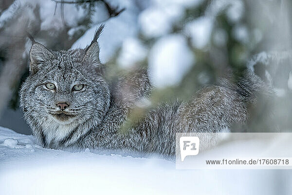 Porträt eines kanadischen Luchses (Lynx canadensis)  der im Schnee im winterlichen Wald liegt und durch die Bäume in die Kamera schaut; Whitehorse  Yukon  Kanada