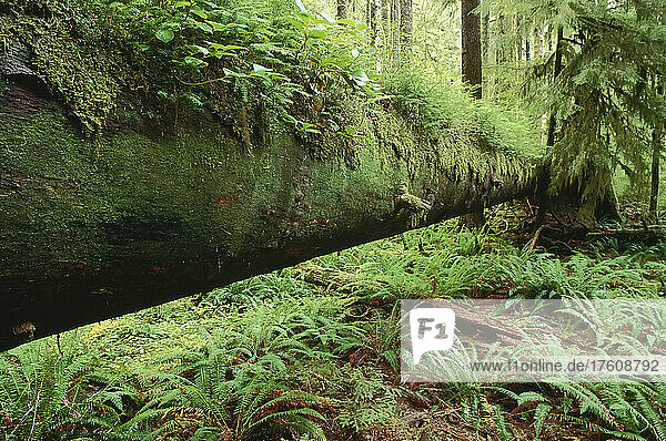 Gemäßigter Küstenregenwald  Carmanah Pacific Provincial Park  British Columbia  Kanada