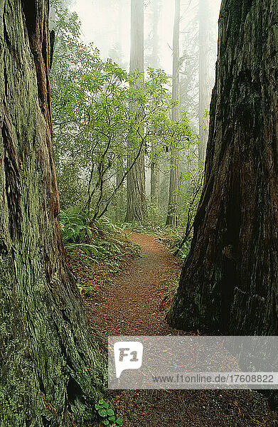 Lady Bird Johnson Grove  Redwood National Park  California  USA