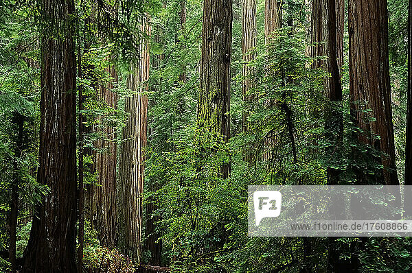 Trees and Foliage in Humboldt Redwoods State Park California  USA