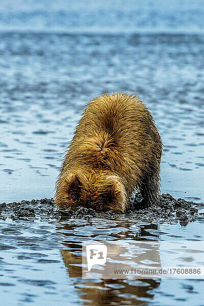 Küstenbraunbären  Ursus arctos  beim Graben und Fressen von Muscheln am Sliver Salmon Creek im Lake Clark National Park  Alaska.