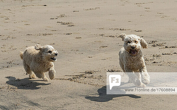 Two blond Cockerpoo dogs playing together on a beach  running fast side by side; South Shields  Tyne and Wear  England