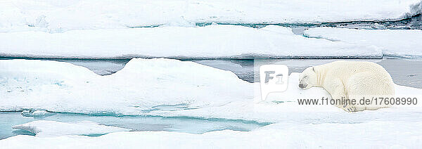 A polar bear sleeps on pack ice.