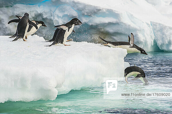 Eine Gruppe von Adeliepinguinen springt vom Eis ins Meer.