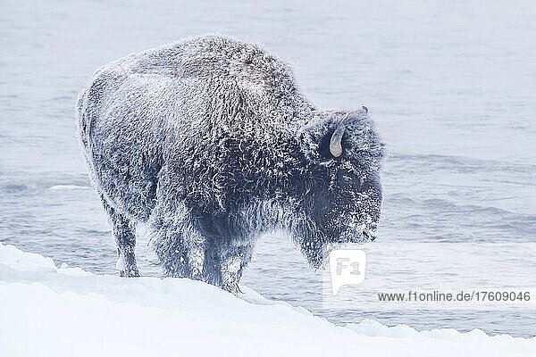 Close-up of a snow-covered bison (Bison bison) standing along the snowy riverbank of Firehole River on a winter day; Yellowstone National Park  United States of America