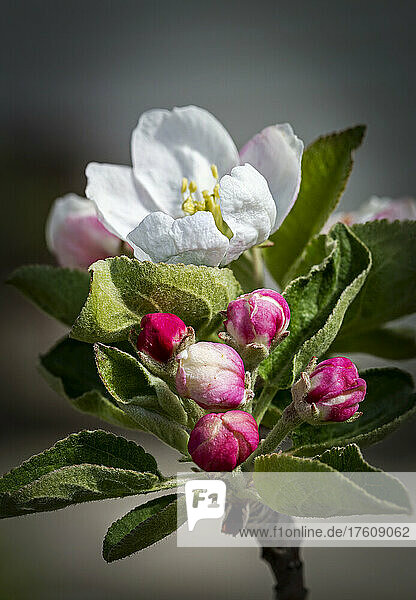 Nahaufnahme eines Büschels früher Apfelblüten (Malus domestica) mit einer vollständig geöffneten Blüte im Hintergrund; Alberta  Kanada