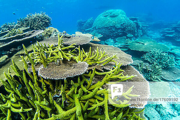 Korallenplatten säumen den Boden des Ozeans.
