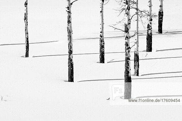 Aspenbäume (Populas tremuloides) werfen ihre Schatten auf den unberührten Schnee  Yellowstone National Park; Vereinigte Staaten von Amerika