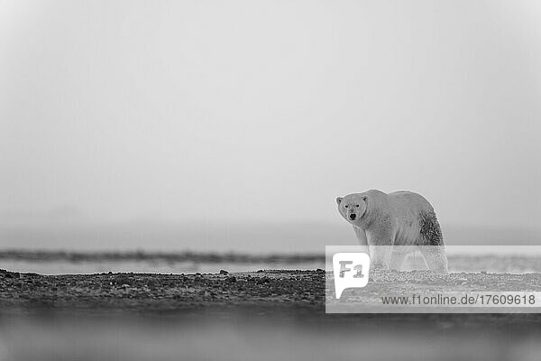 Polar bear (Ursus maritimus) walks on tundra at dawn; Arviat  Nunavut  Canada