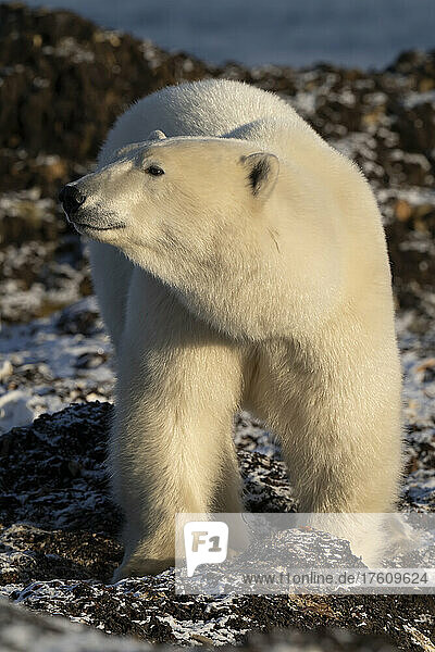 Polar bear (Ursus maritimus) stands lifting head to left; Arviat  Nunavut  Canada