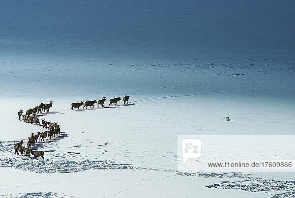 Elch (Cervus canadensis)  der in einer gekrümmten Linie über die schneebedeckten Felder zieht  während ein Kojote (Canis latrans) den aufgewühlten Schnee auf der Oberfläche nach Feldmäusen absucht  Yellowstone National Park; Wyoming  Vereinigte Staaten von Amerika