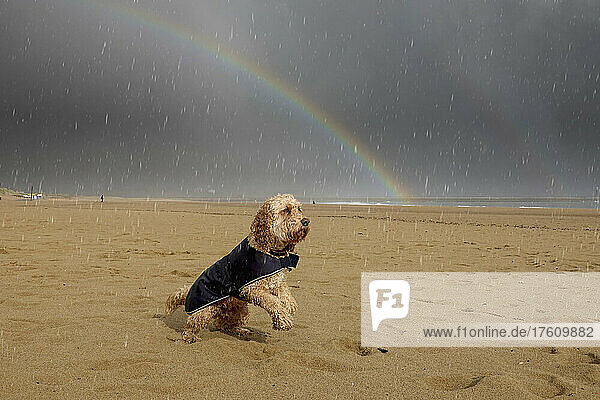 Blonder Kakadu-Hund mit Regenmantel spielt am Strand während eines Regens; Whitburn  Tyne and Wear  England