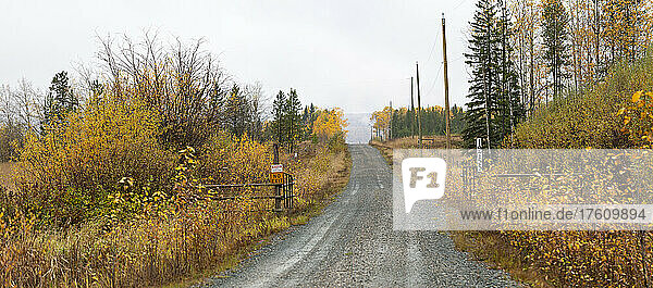 Golden autumn foliage on the trees and shrubs along a country road  with a house number posted on an open gate  viewed travelling on Highway 97 from Hush Lake to 108 Mile House; British Columbia  Canada