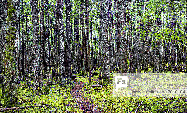 Trail leading through a mossy forest floor and tree trunks in a forest; British Columbia  Canada