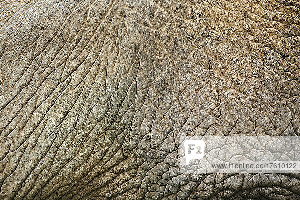 Detail der Haut des Afrikanischen Buschelefanten (Loxodonta africana)  in Gefangenschaft; Tschechische Republik