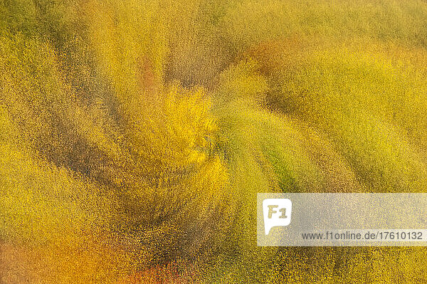 Abstrakter Zoom-Effekt eines Wirbels aus goldenem Herbstlaub im Great Smokies National Park  Tennessee North Carolina; North Carolina  Vereinigte Staaten von Amerika