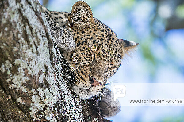 A leopard  Panthera pardus  sleeping on the branch of a tree.
