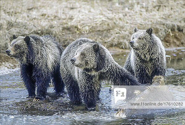 Drei Braunbären (Ursus arctos) und ihre Jungen stehen in Ufernähe und halten sich an einem Bison-Kadaver fest  den sie im Wasser gefunden haben  Yellowstone National Park; Wyoming  Vereinigte Staaten von Amerika