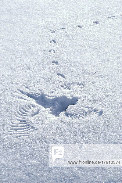 Abdruck der Flügel und Schwanzfedern eines großen Vogels  der sich im Sturzflug auf seine Beute  eine kleine Hirschmaus (Peromyscus maniculatus)  stürzt  wie die Tierspuren auf dem schneebedeckten Feld im Yellowstone-Nationalpark  Wyoming  Vereinigte Staaten von Amerika  zeigen