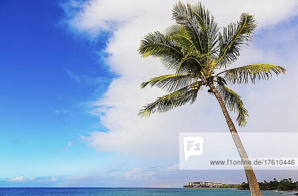 Eine Palme im Vordergrund und Resortgebäude von Ka'anapali im Hintergrund; Ka'anapali  Maui  Hawaii  Vereinigte Staaten von Amerika