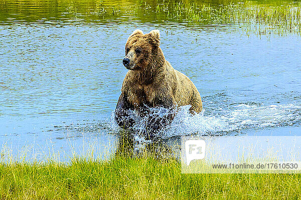 Young brown bear  Ursus arctos  runs in the Brooks River.