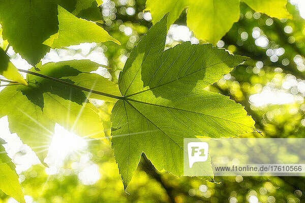 Die Sonne scheint durch die grünen Ahornblätter eines Baumes; Whitburn  Tyne and Wear  England