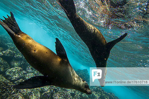 Galapagos-Seelöwen schwimmen unter Wasser.