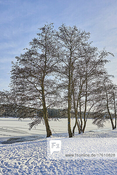 Common alder (Alnus glutinosa) trees on a snowy field; Frankonia  Bavaria  Germany