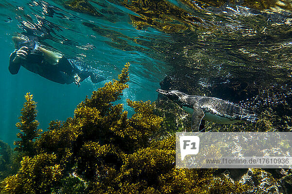 A tourist snorkeling with a Galapagos penguin  Spheniscus mendiculus.