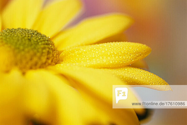 Nahaufnahme einer gelben Blume aus der Familie der Sonnenblumen mit Wassertropfen auf den Blütenblättern; Washington  Vereinigte Staaten von Amerika