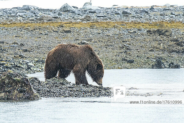 Brown bear (Ursus arctos) walking along the rocky shore of the seacoast looking for clams in Glacier Bay National Park; Southeast Alaska  Alaska  United States of America