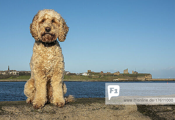 Ein blonder Cockapoo-Hund sitzt auf einer Steinmauer an der Küste und schaut in die Kamera; South Shields  Tyne and Wear  England