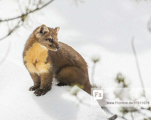 Portrait of an American marten (Martes americana) standing in the snow in winter; Yellowstone National Park  United States of America