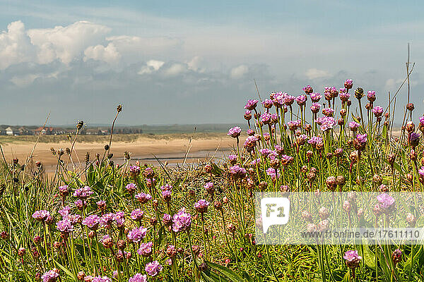 Rosa Wildblumen und Gras wachsen am Ufer im Vordergrund mit dem weiten Strand und der Küstenlinie entlang der Küste von Northumberland; Seaton Sluice  Northumberland  England