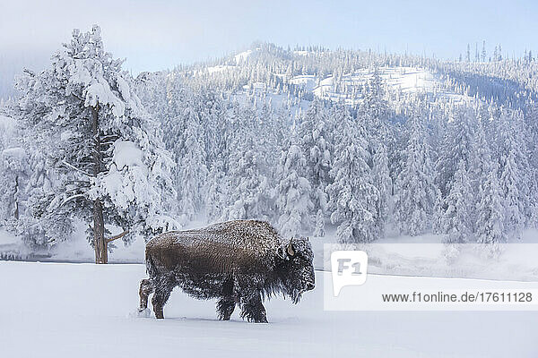 Snow-covered Bison (Bison bison) at Firehole River  Yellowstone National Park; Wyoming  United States of America