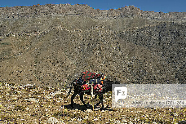 Ein internationales Expeditionsteam von Höhlenforschern wird auf Eseln durch das Boysuntov-Gebirge in Usbekistan transportiert; Usbekistan.