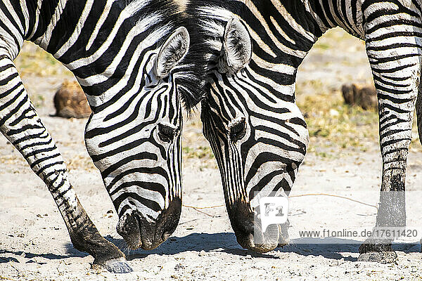 Ein Paar Steppenzebras (Equus burchelli)  die sich gegenüberstehen und ihre Nasen auf den Boden richten; Afrika