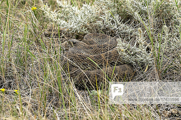Rattlesnake coiled in the grass; Val Marie  Saskatchewan  Canada